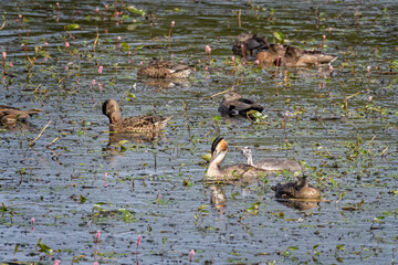 Close up of a female Great Crested Grebe and her chick on Lake in Somerset