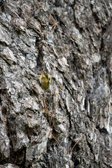 a goldcrest (Regulus regulus) hunting insects on an aged oak tree trunk
