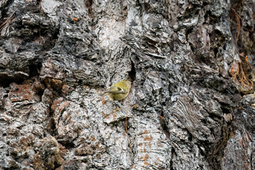 a goldcrest (Regulus regulus) hunting insects on an aged oak tree trunk