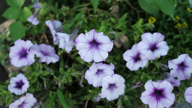 Surfinia.Close up of purple petunias blooming. Flowers wall background with fresh colorful petunias,white and violet. 