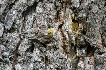 a goldcrest (Regulus regulus) hunting insects on an aged oak tree trunk