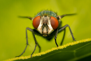Face to face with a green bottle fly resting on akeaf with blurred background