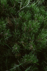 green pine branches background, dark mystery background