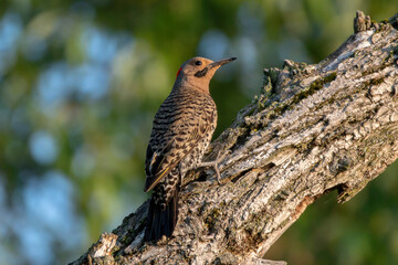 Northern Flicker 09