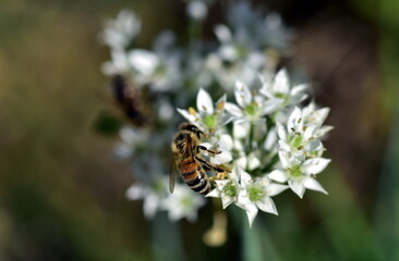 Biene auf einer Schnittknoblauch-Blüte