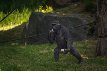 Chimpanzee holding and eating bread while standing outdoors, mimicking human behavior.