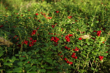 Obraz premium red and green