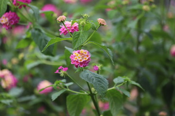 Pink and yellow flowers, Lantana camara. Weeping Lantana.