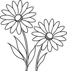 Daisy flower isolated on white 