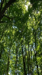 Low angle shot of sunlight coming through summer season trees