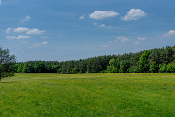 field with yellow flowers, green forest in the background.