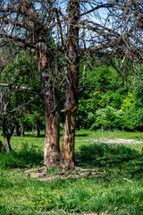 Tree stump stripped and damaged by deers in National park of Hungary.