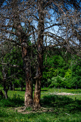 Fototapeta premium Tree stump stripped and damaged by deers in National park of Hungary.