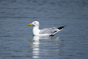 Bird in Water