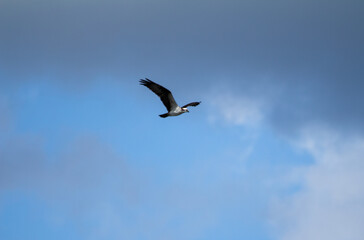 Seagull Flying