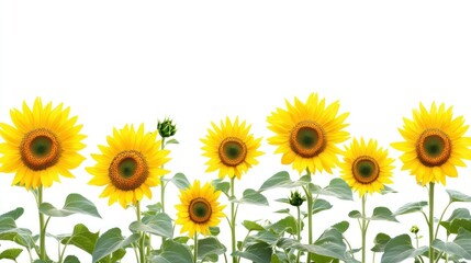 Fototapeta premium A Row of Sunflowers with Buds and Leaves Against a White Background