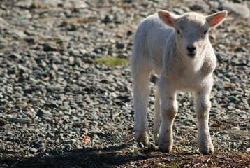 Obraz premium Lakeland Sheep, Derwent Water, Cumbria, England