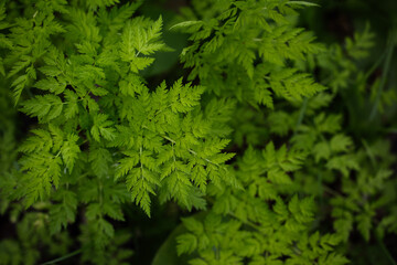 シダ植物