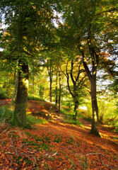 Fototapeta premium Forest, nature and green trees on hill with outdoor environment for countryside in autumn. Ecology, landscape and floor of woods on calm morning with sustainability for climate change development