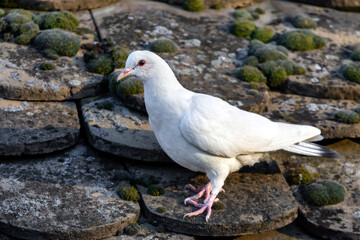 Pigeon on the roof