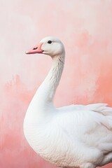 Fototapeta premium Elegant White Goose Against a Soft Pink Background - Minimalist Animal Portrait for Nature and Wildlife Enthusiasts