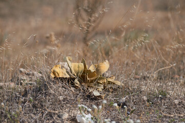 Brown, scenic and nature, with flower on ground in Bodrum, Turkey for growth or sustainability. Conservation, ecology and season with plant growing outdoor in natural environment or habitat location