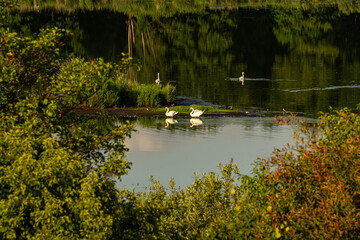 Łabędzie nad jeziorem © Daniel Folek