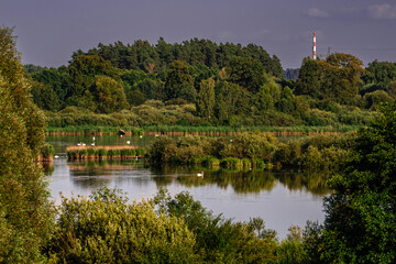 Łabędzie nad jeziorem © Daniel Folek