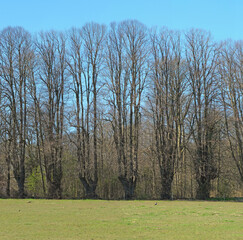 Field, nature and path of trees on blue sky with outdoor environment for countryside travel. Green, landscape and forest on grass for calm morning with sustainability for climate change development