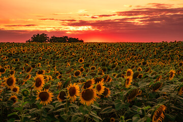 Słoneczniki o zachodzie słońca © Daniel Folek