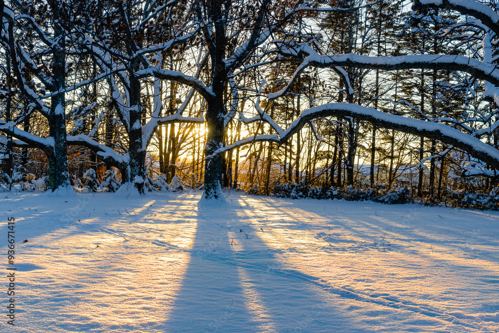 Canvas Prints long deep shadows from the setting sun on trees in the winter landscpae.