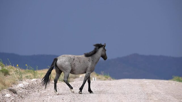Wild Horse crossing the Pony Express Trail in slow motion in the Utah desert.