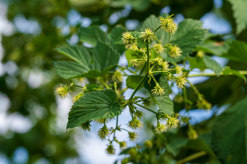 Green Bavarian hops in close up view before harvest phase