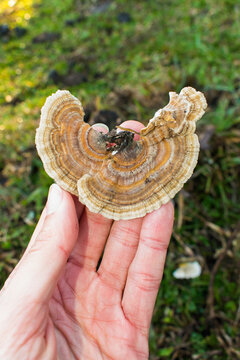 Wild Trametes versicolor (Turkey Tail) mushroom in Sao Francisco de Paula, South of Brazil