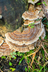 Wild Trametes versicolor (Turkey Tail) mushroom in Sao Francisco de Paula, South of Brazil
