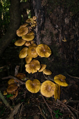Wild Armillaria puiggarii mushrooms (aka Honey mushroom) in Sao Francisco de Paula, South of Brazil