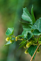 Green Bavarian hops in close up view before harvest phase