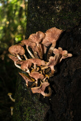 Underside of Armillaria puiggarii mushrooms (aka Honey mushroom) in Sao Francisco de Paula, South of Brazil