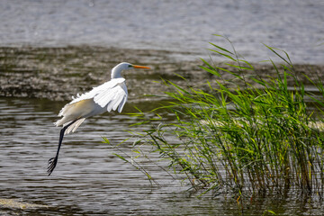 Close up of a Great White Egret coming into land on edge of reedbed in the Somerset Levels, UK