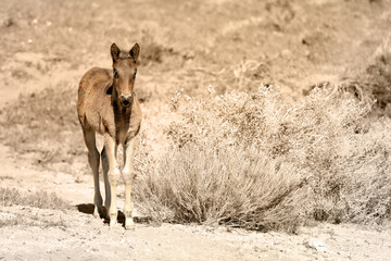 A wild mustang foal in a sepia landscape with room for text on the right with no people.