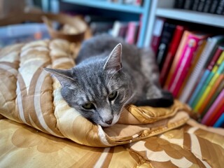 Relaxed Grey Tabby Cat Lounging on Cozy Golden Blanket in a Home Library, Surrounded by Colorful...