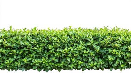 Lush Green Foliage Border Isolated on White Background