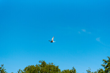 Terns are seabirds in the family Laridae, subfamily Sterninae,