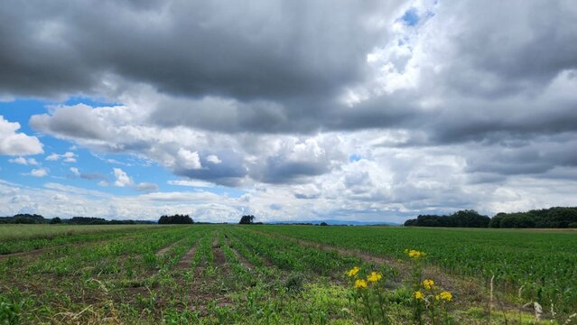 Terrenos agr&iacute;colas en Outeiro de Rei, Galicia
