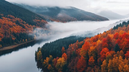 Breathtaking aerial view of a mixed coniferous forest with vibrant red, orange, and yellow trees during autumn. A mountain river winds through the misty landscape