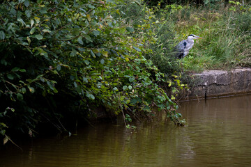 Hiding Grey Heron