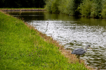 heron on the river