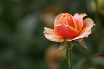 red rose bud