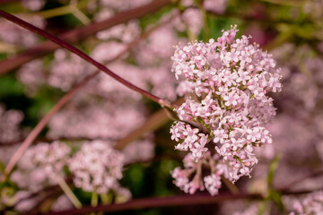  Photo of growing herbs in the garden