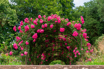 Beautifull rose flowers arch  growing in garden
